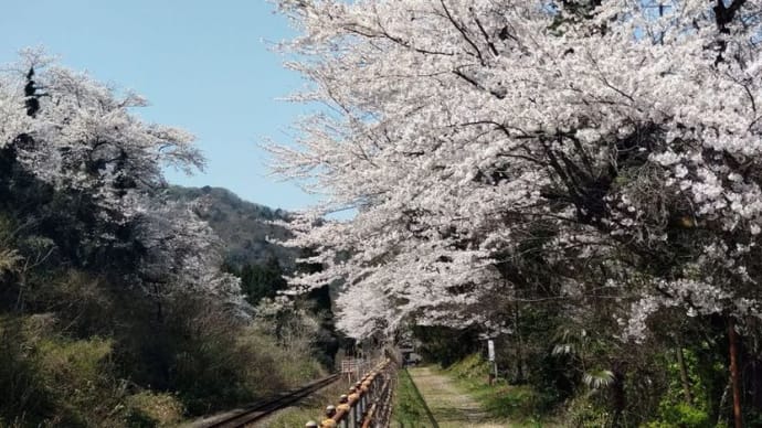 ４月１３日　桜とSL　磐越西線 咲花駅で撮り鉄