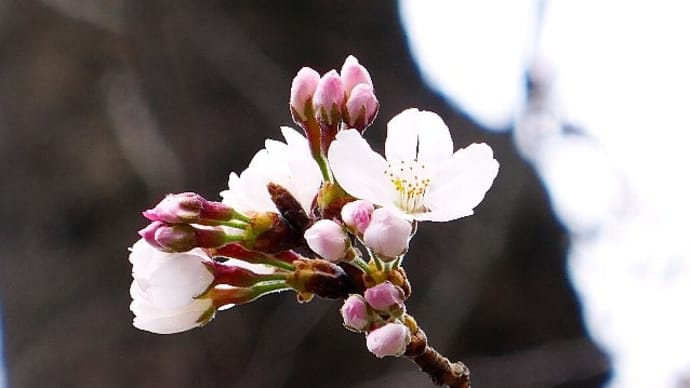 近所の桜(ソメイヨシノ)開花宣言!