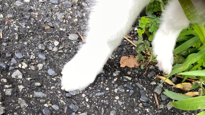 カタツムリ