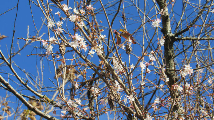 冬桜花が多いの温泉街