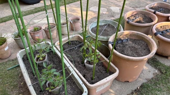 ミニトマトを植えた