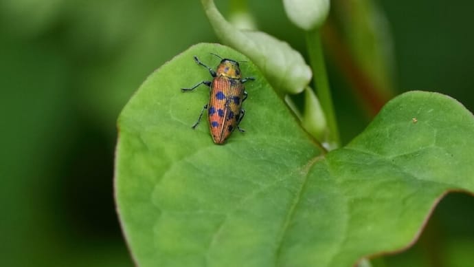 続)甲虫の中間など