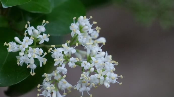 ネズミモチ・イボタノキの花・イヌビワ