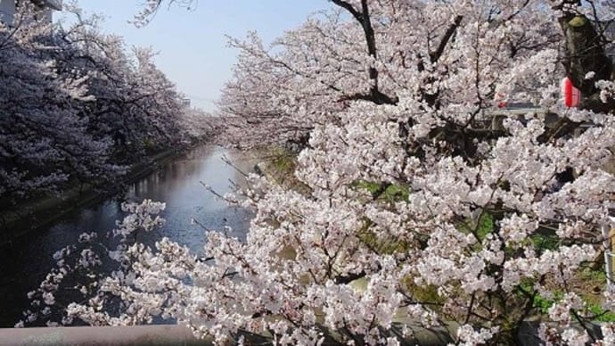 桜花見 2023（３） 福島江の桜並木