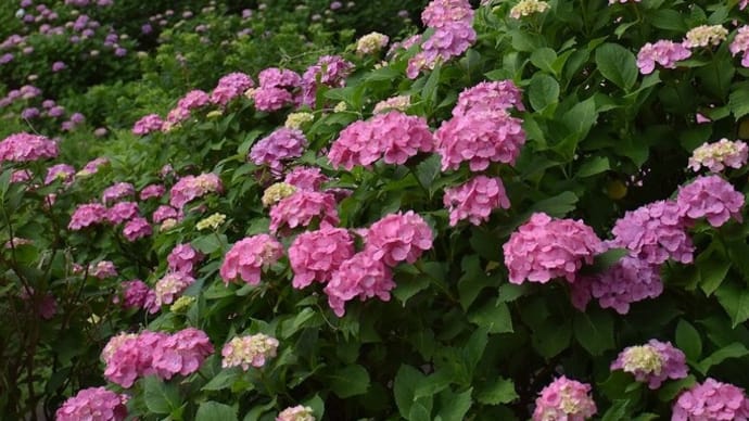あじさい・しょうぶ狩り 神奈川県小田原市 小田原城あじさい花菖蒲まつり(3)小田原城とあじさい