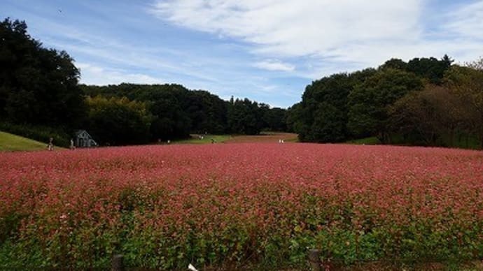 運動広場花畑の赤ソバなど~国営武蔵丘陵森林公園④~
