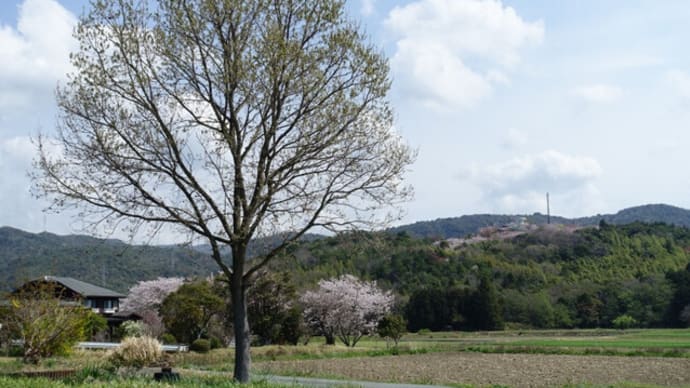正田山の桜