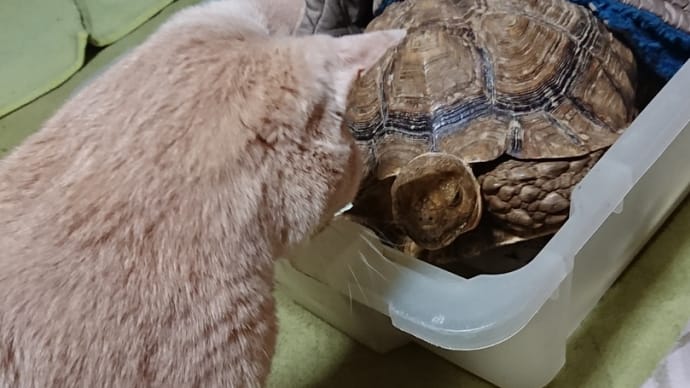 トラのテリトリー
