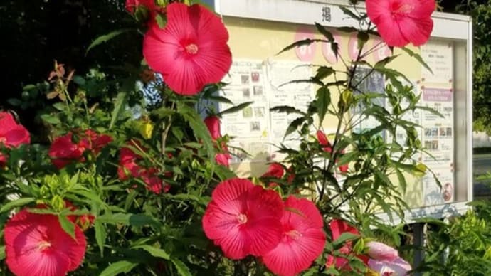 【井伏のニュース】8月の重要なスケジュールとは?