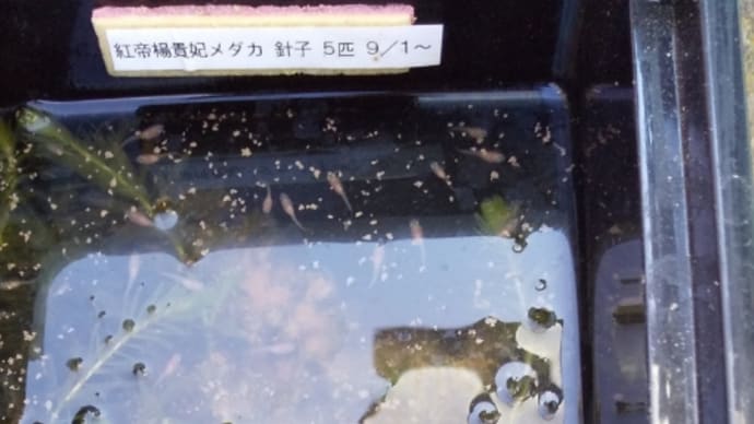 屋外飼育容器の餌の食べ残し