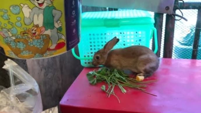 よさこい撮影