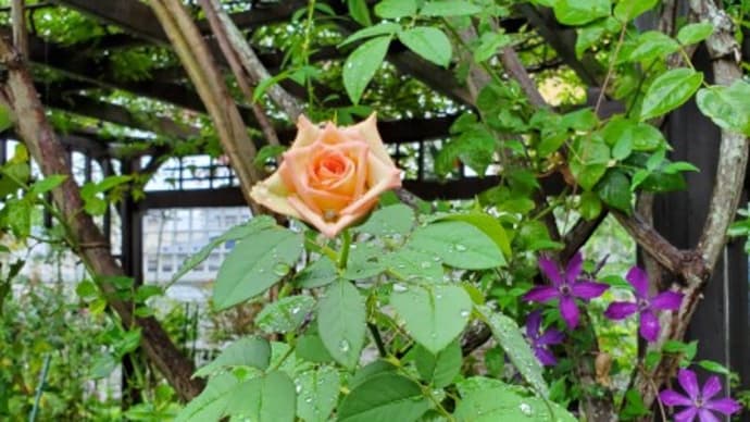 8月中旬雨の庭～クレマチスとバラを中心に～