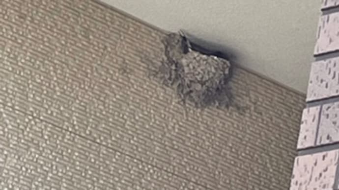 ツバメ3代目