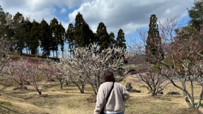 けいはんな記念公園の梅