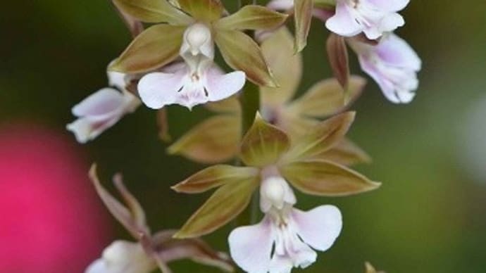 鉢植えの「地エビネ」