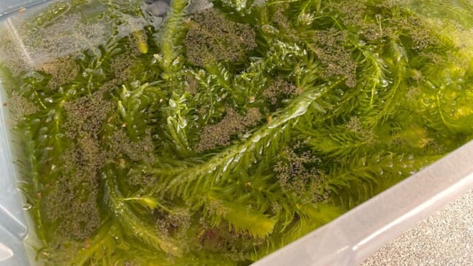 水槽の埃を取る方法