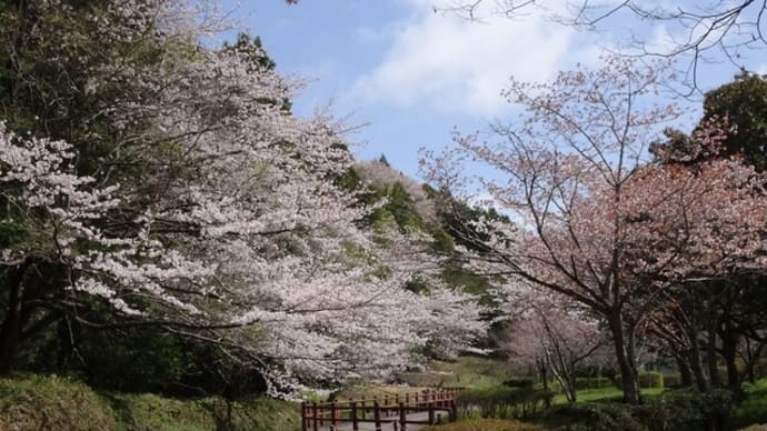 和田公園の桜　ひたすら咲く桜