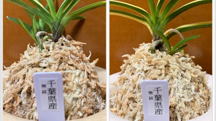 無銘(千葉県産の白黄縞)