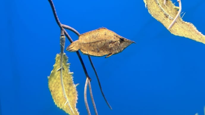 ビルの中の水族館 いいですね