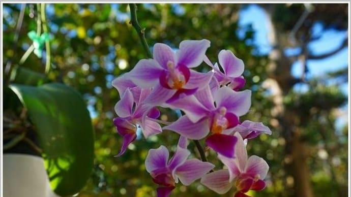 窓辺の花