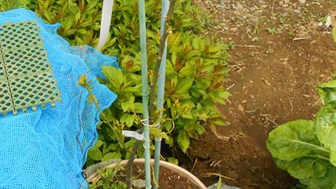 <我が家の菜園509> 蜜柑を地植え