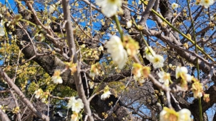 椿寒桜