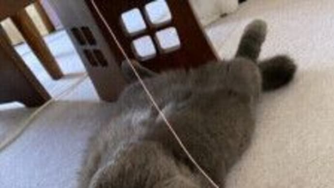 丸いフォルムが愛らしい猫「ブリティッシュショートヘア」