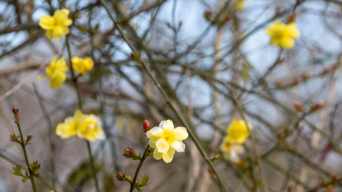 春の黄色の花