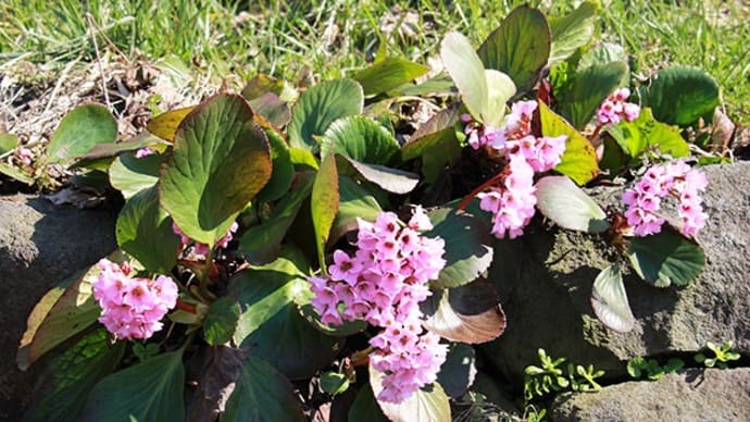 ヒマラヤユキノシタの花