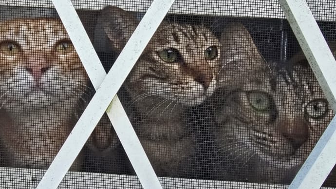 庭仕事見張られてます