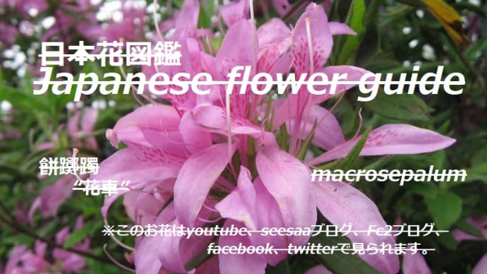 奇麗?!Beautiful? !!