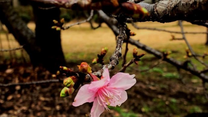 「県立相模原公園」の河津桜が十輪開花した！！