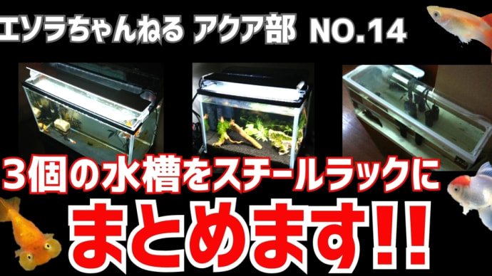 3個の水槽をスチールラックにまとめます!!