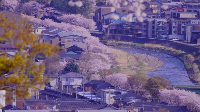 ●卯辰山から 満開の浅野川の桜並木 奥卯辰山健民公園