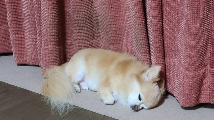 まだ降るんかい!