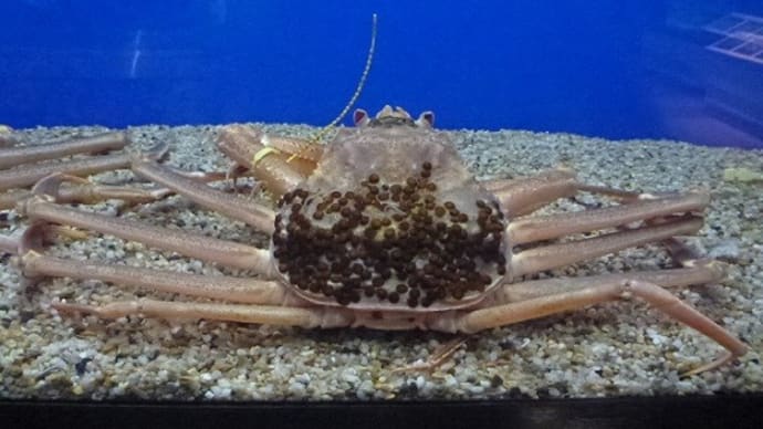 【水族館めぐり34】越前ガニ