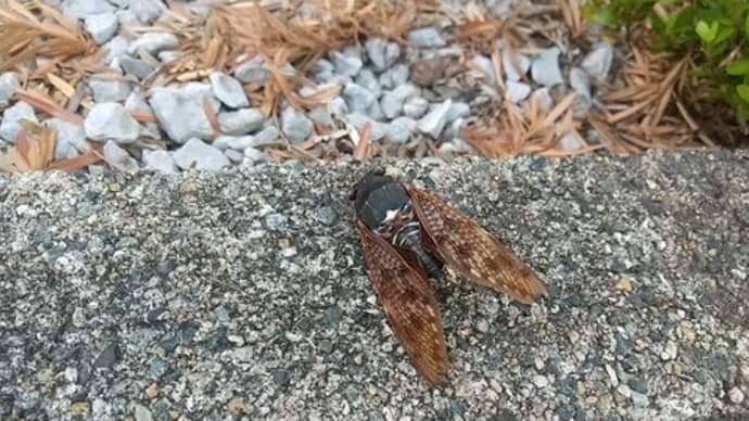 頑張ってる
