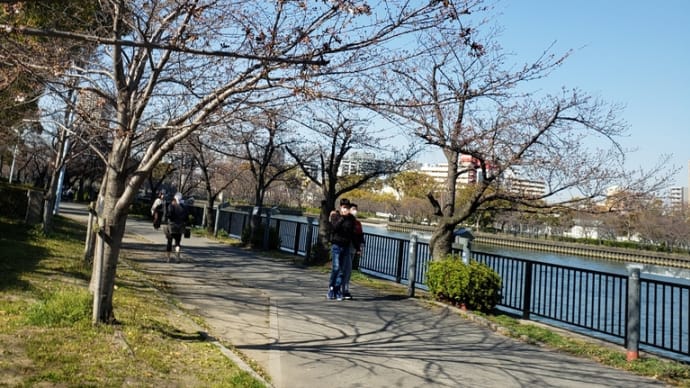 毛馬桜之宮公園の桜の開花状況はまだ「咲き始め」。松井市長の「お花見許可令」はまだ生きているのか?