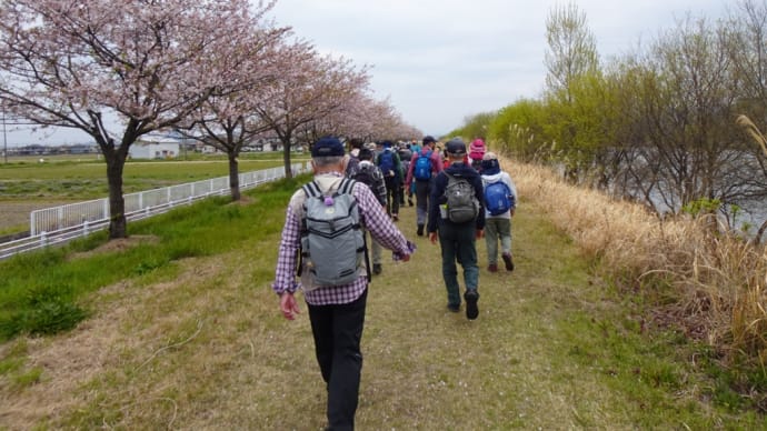 足に優しい草津川・観桜の道～滋賀県ウォーキング協会例会
