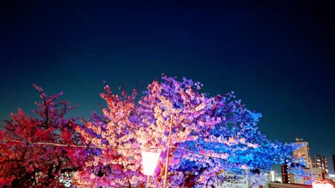 【花見】【夜桜】【風流】【春】【四季】【桜】