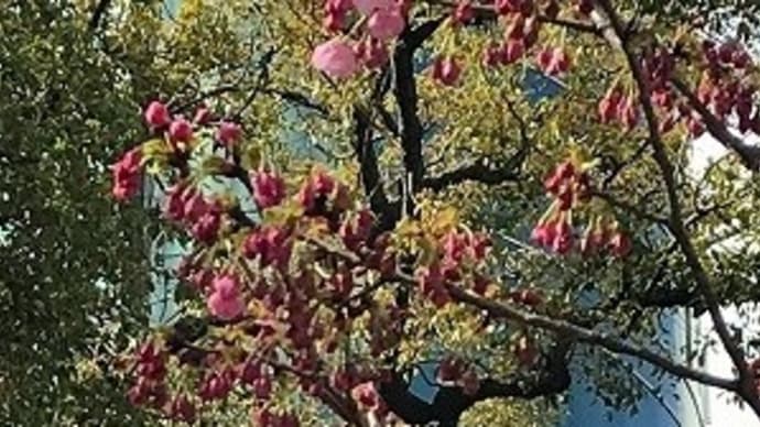 桜、咲いてる　♪　＠高松