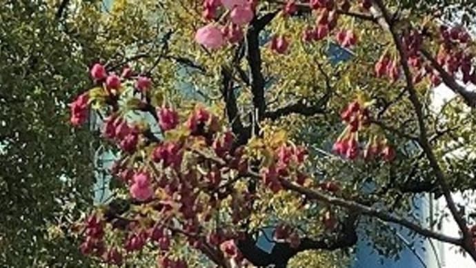 桜、咲いてる ♪ @高松