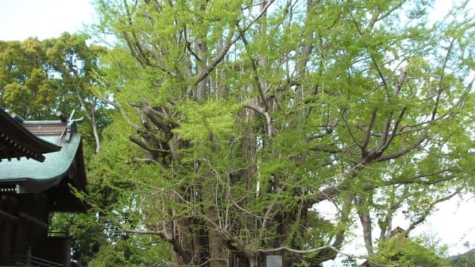 樹齢1200年の千本公孫樹