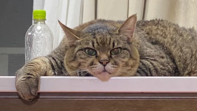 今日のまめやん