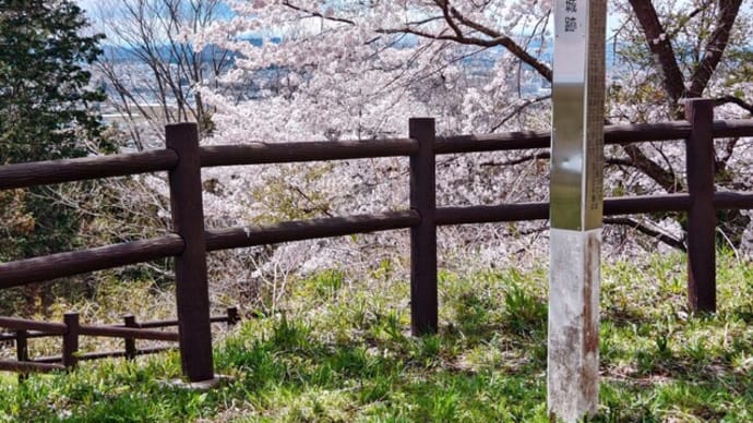 サクラ🌸満開の松森城跡