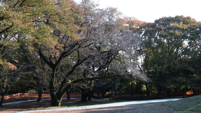 砧公園を偵察