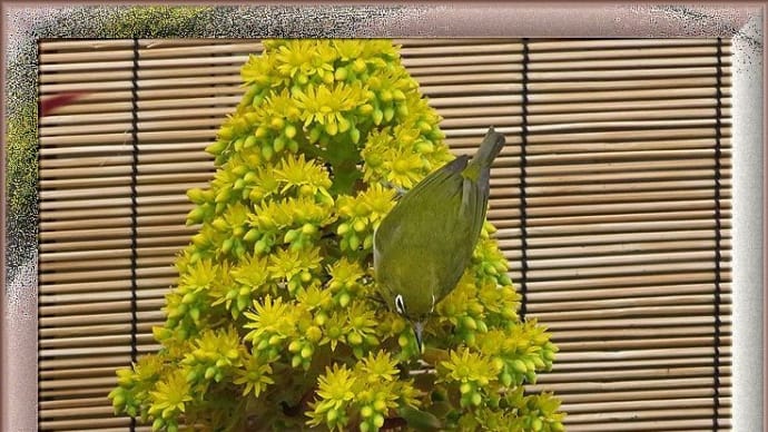 クロホウシの蜜を吸うメジロ