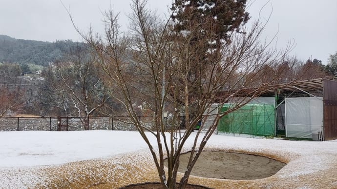 今日の雪は
