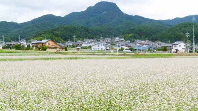 信州・・・塩田平・・・青木村の秋・・・子檀根山・・・蕎麦の畑がひろがる風景
