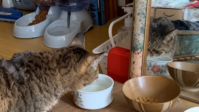 【ささの恵】あれ?お水を痛がらず飲んでる!?